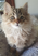 cat.jpg